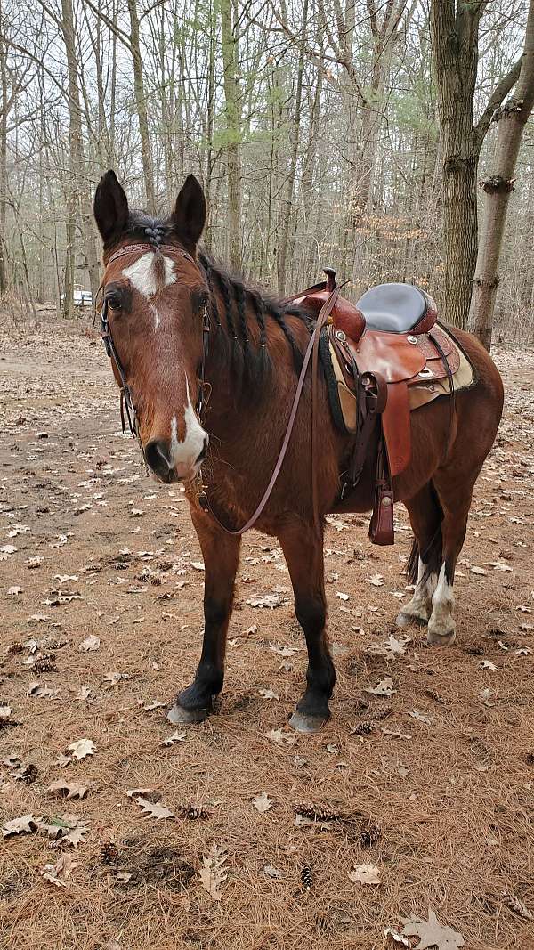 road-newfoundland-pony