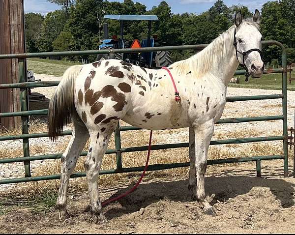 leopard-gelding-appaloosa-horse