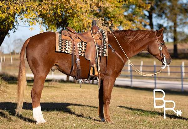 chestnut-blaze-horse