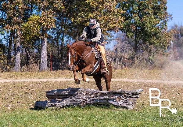 ranch-work-quarter-horse