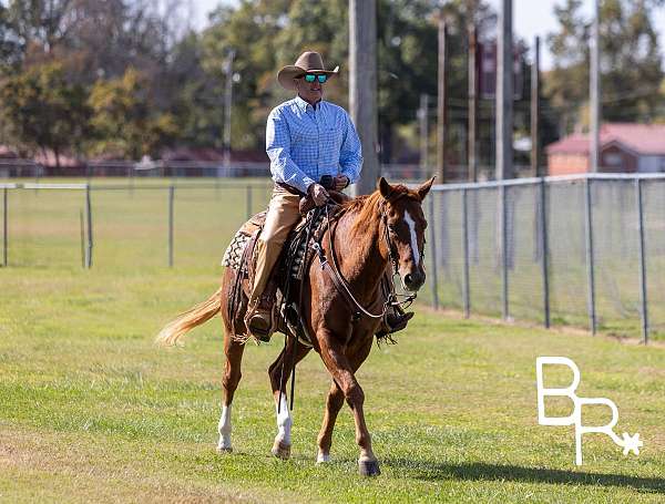 all-around-quarter-horse