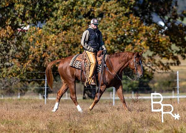 beginner-quarter-horse