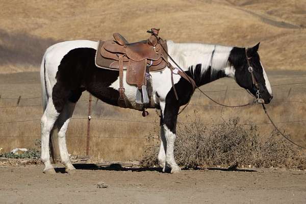 beginner-safe-quarter-horse