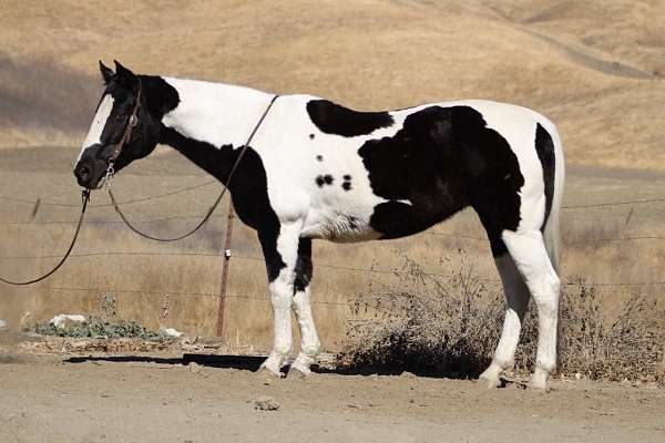 ranch-work-quarter-horse