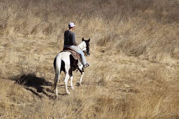 all-around-quarter-horse