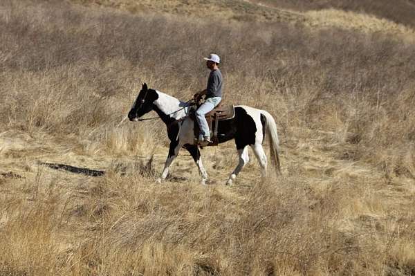 athletic-quarter-horse