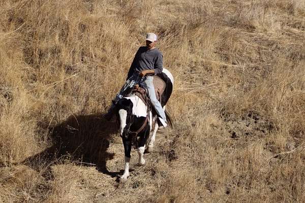 beginner-quarter-horse