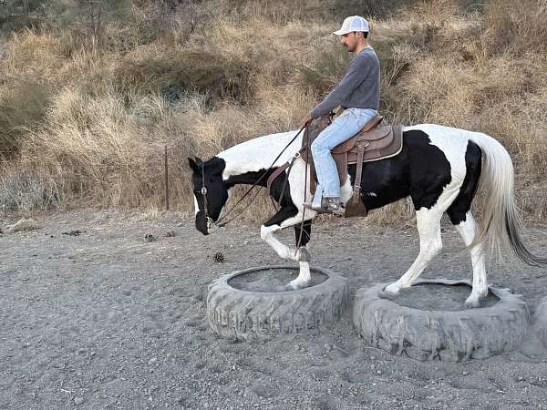 beaver-gelding