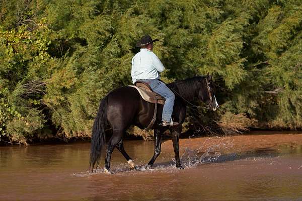 beginner-safe-quarter-horse