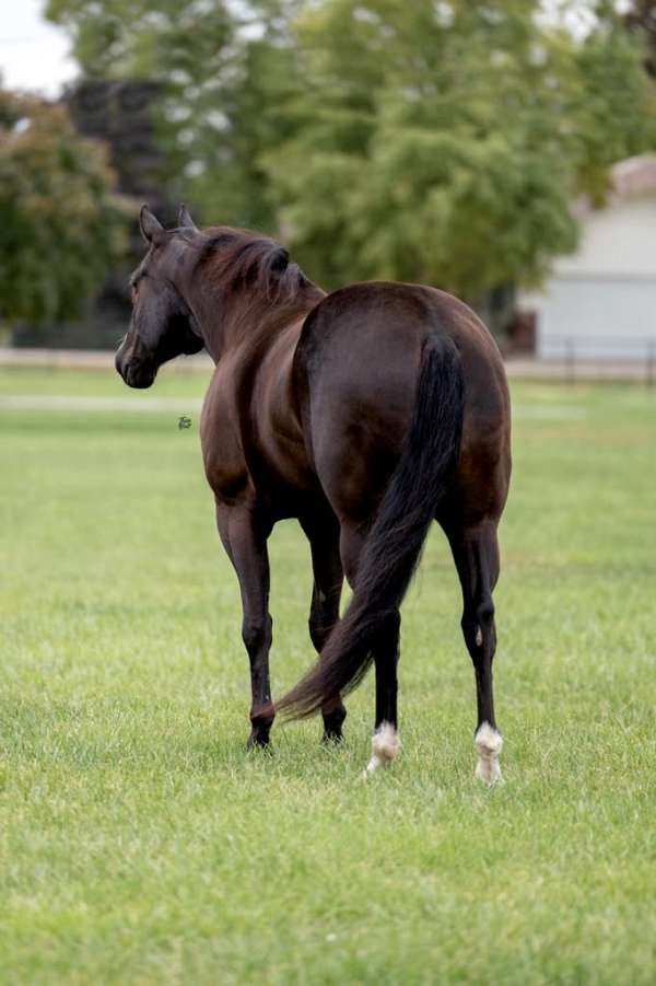 beginner-quarter-horse