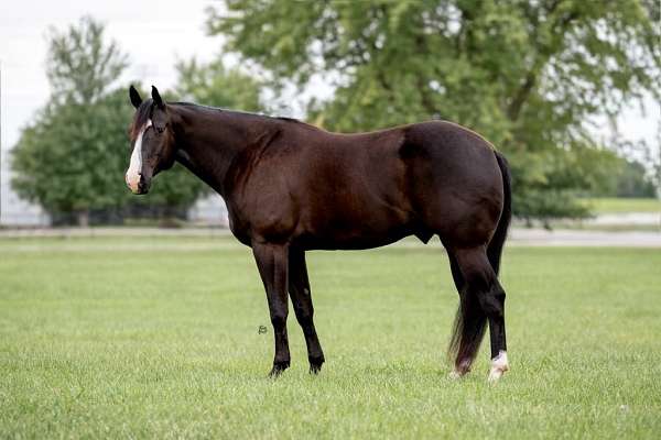 flashy-quarter-horse