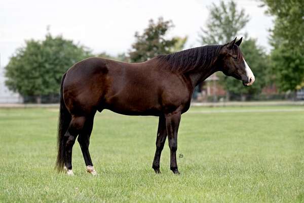 husband-safe-quarter-horse