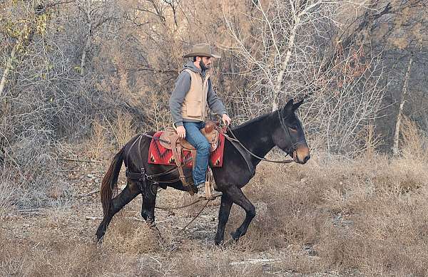 ranch-work-quarter-horse