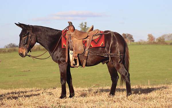 beginner-quarter-horse