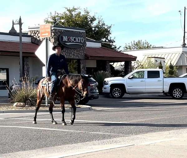 quarter-horse