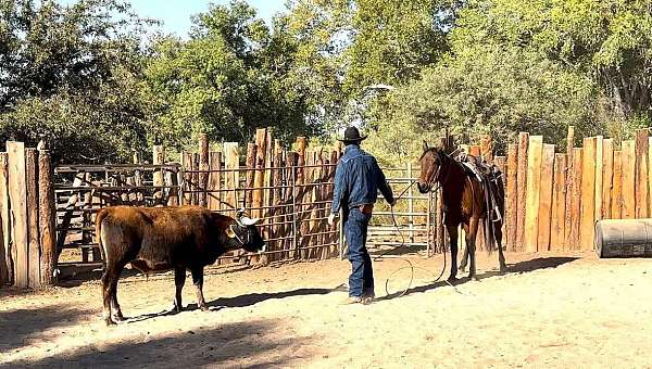 all-around-quarter-horse