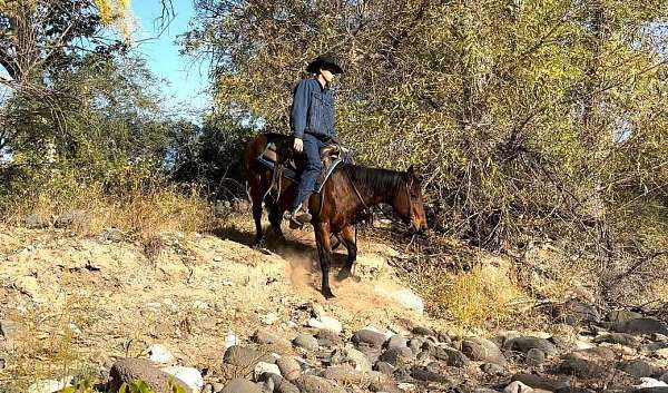 beginner-safe-quarter-horse