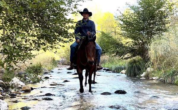 ranch-work-quarter-horse