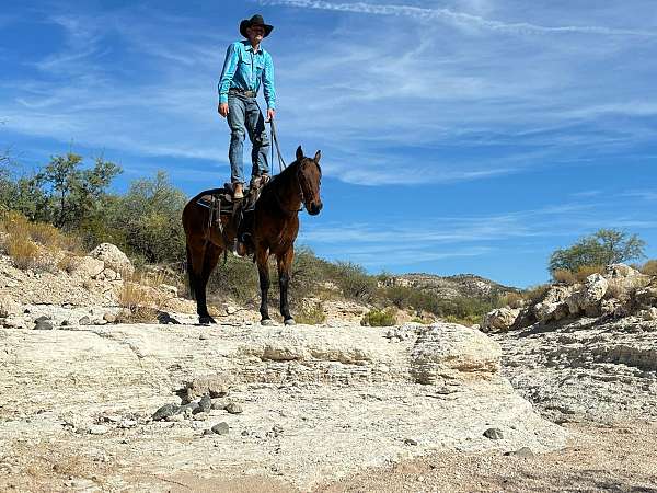 athletic-quarter-horse