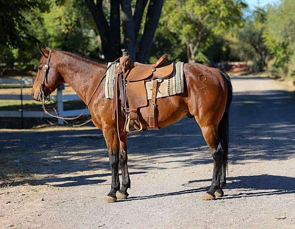 experienced-quarter-horse