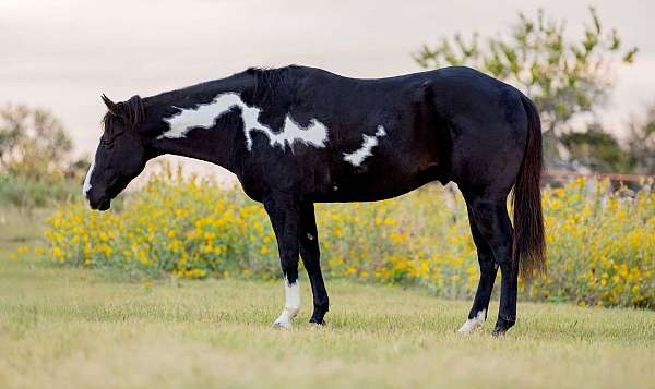 quarter-horse