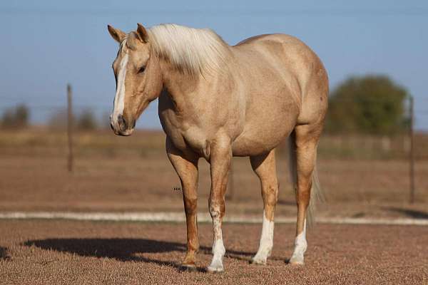 quarter-horse