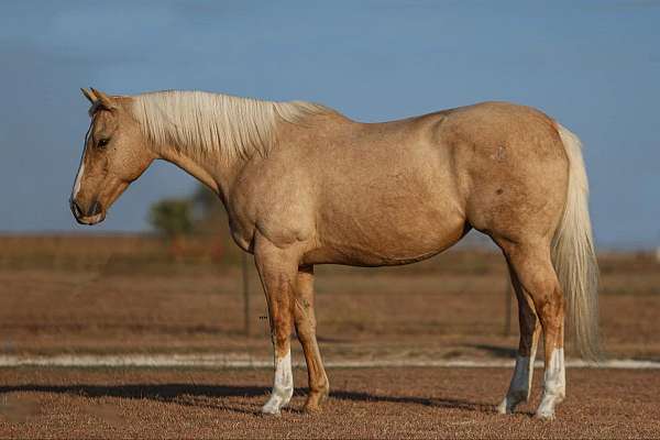 beginner-safe-quarter-horse