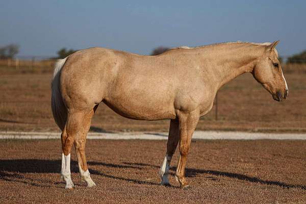 palomino-blaze-horse