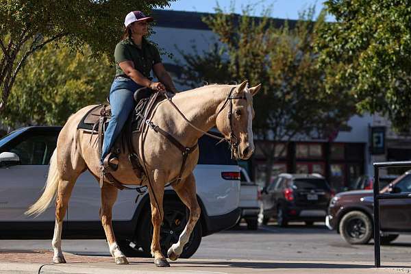 all-around-quarter-horse