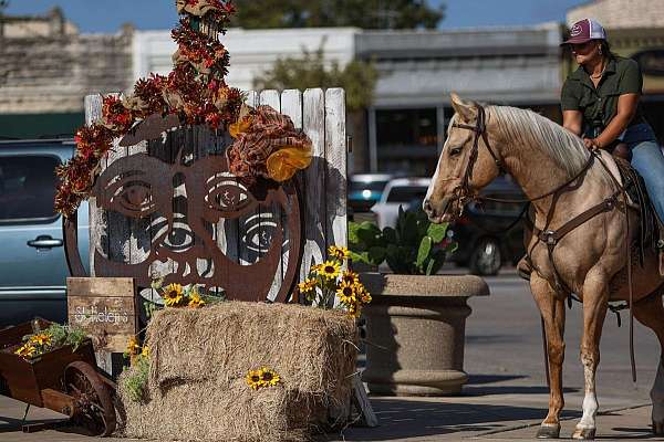 athletic-quarter-horse