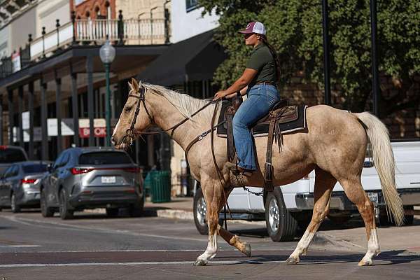 beginner-quarter-horse