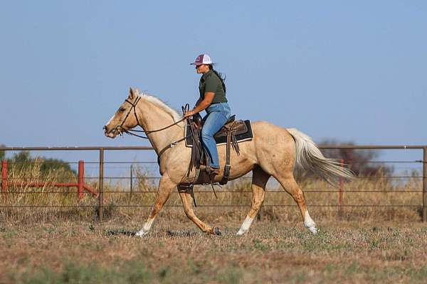 husband-safe-quarter-horse