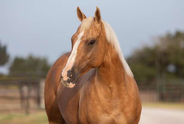 palomino-blaze-horse