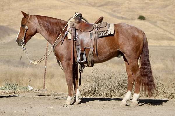 red-roan-blaze-socks-horse