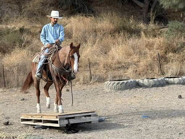 athletic-quarter-horse