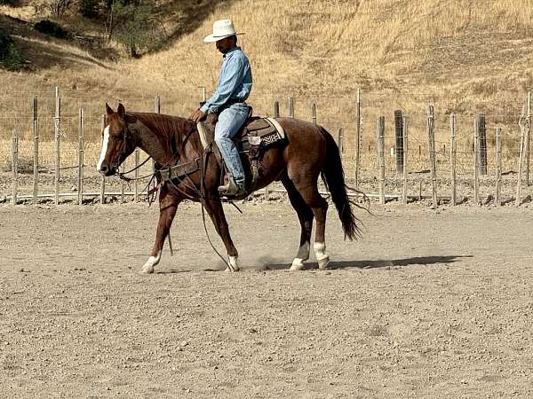 family-horse-quarter