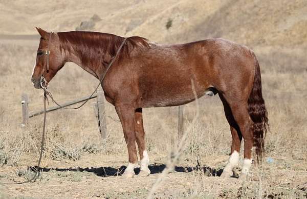 ranch-work-quarter-horse