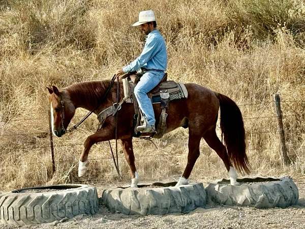 beginner-quarter-horse