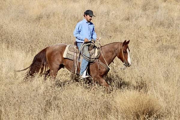 kid-safe-quarter-horse