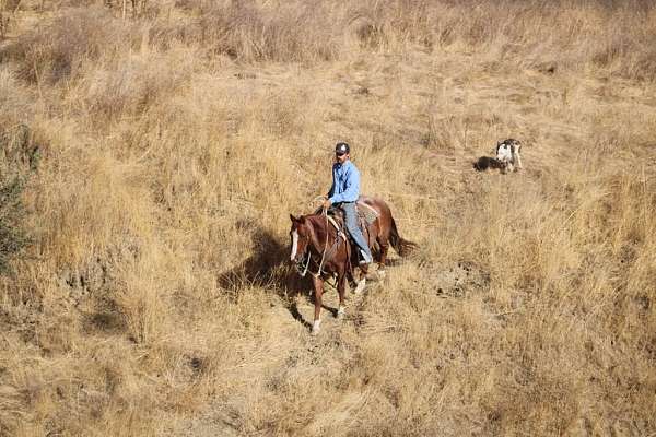 ranch-quarter-horse