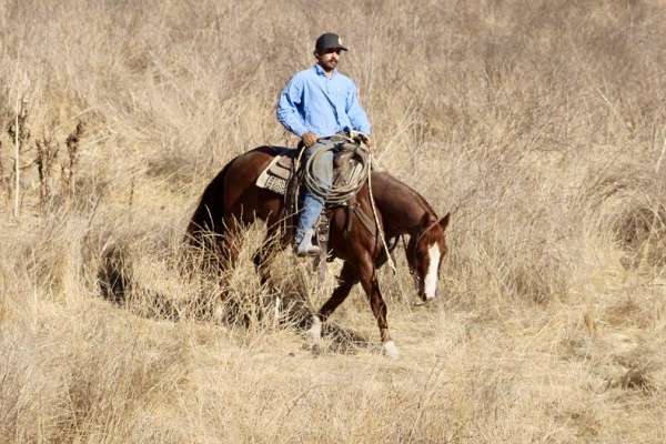 ranch-versatility-quarter-horse