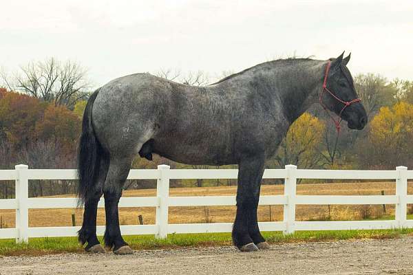 red-roan-blaze-socks-horse