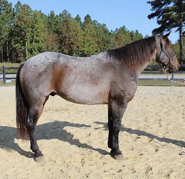 blue-roan-roan-ranch-ranch-work-horse