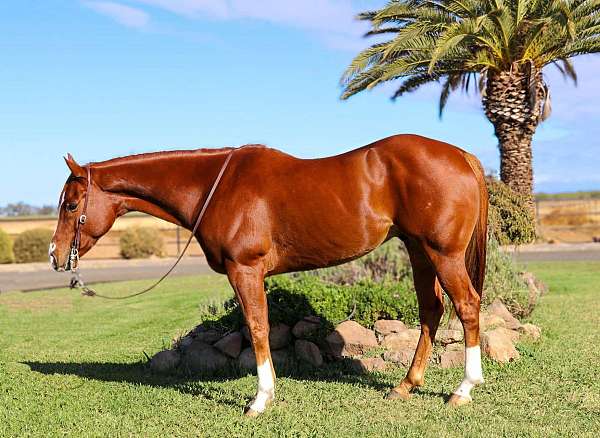 ranch-work-quarter-horse