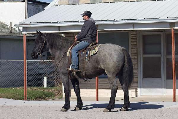 ranch-work-quarter-horse