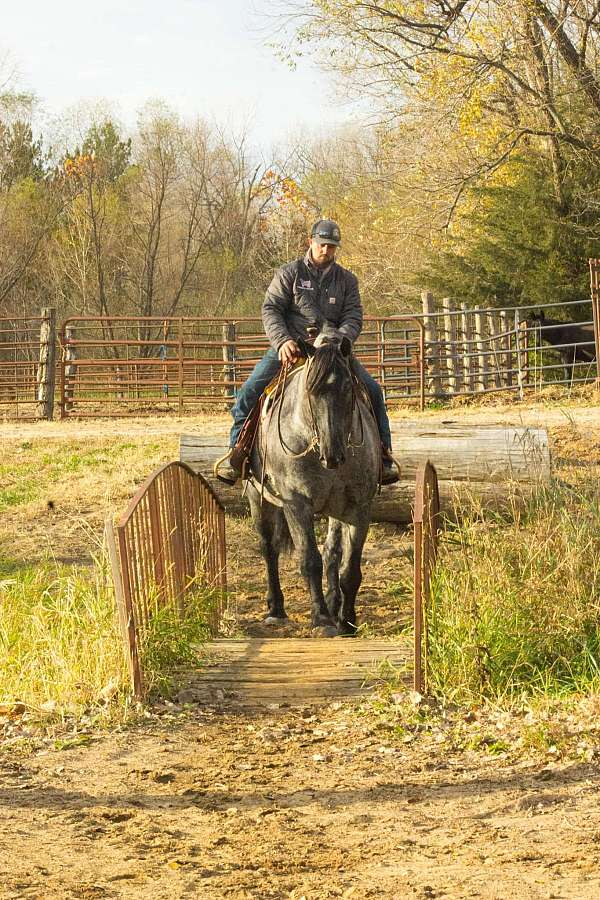 adventurous-quarter-horse