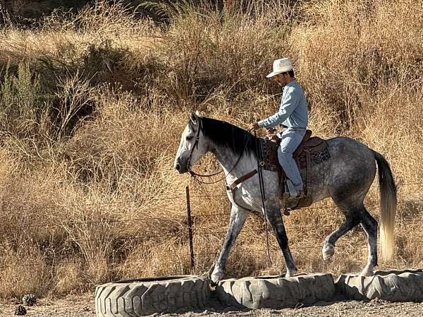 mustang-quarter-horse