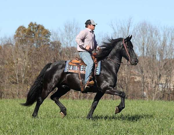 family-horse-quarter