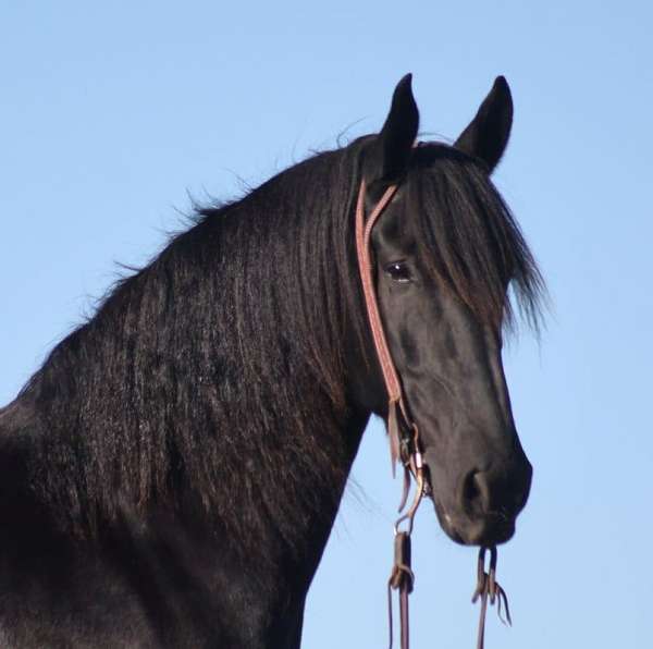 ranch-work-quarter-horse