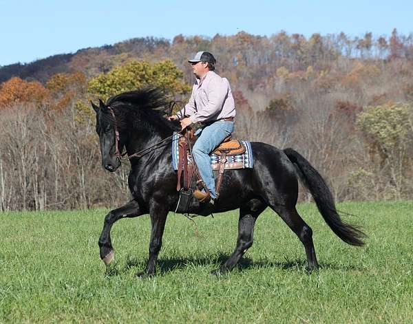 mustang-quarter-horse